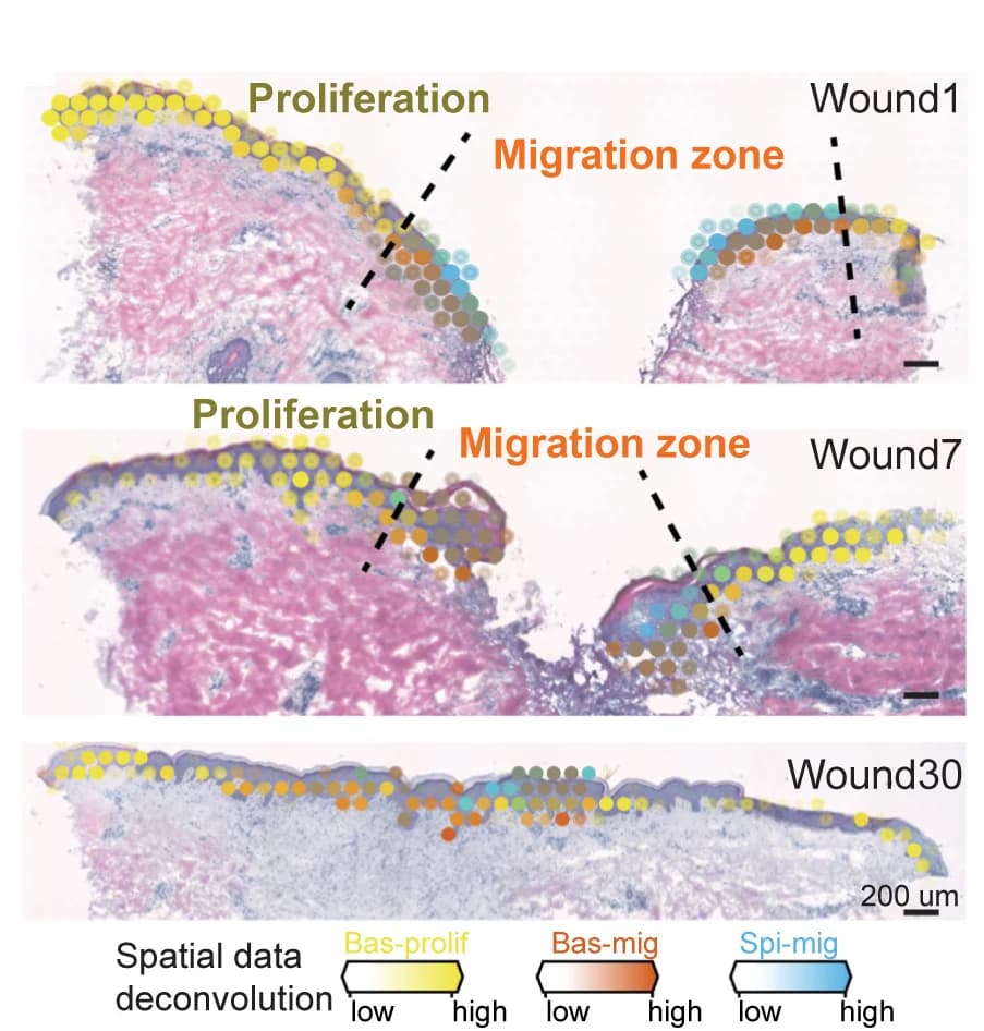 Open access visualization of Microscopy, Deconvolution, ST-seq, Migration Zones, Proliferation Zones