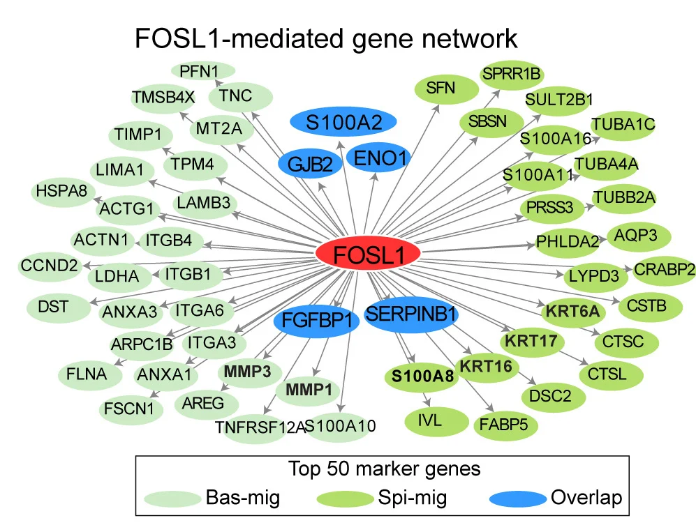Open access visualization of Network, Pathway, Marker Genes, Bas-Mig, Spi-Mig
