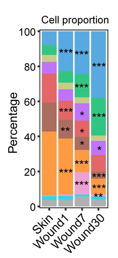 Open access visualization of Stacked Bar Plot, Cell Proportions, Fibroblast Clusters