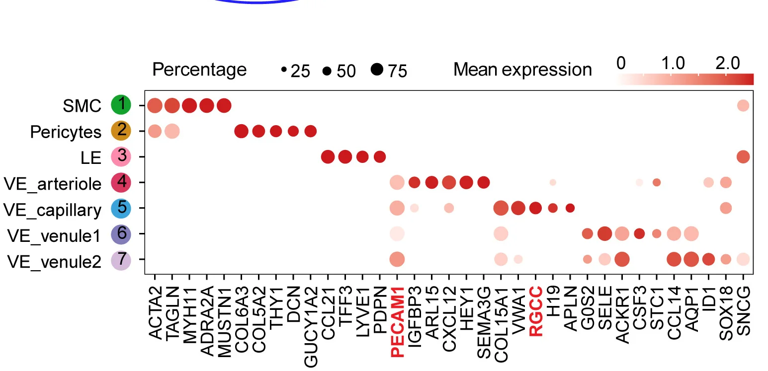 Open access visualization of Bubble Plot, Heatmap, Marker Gene Expression, Dot Plot