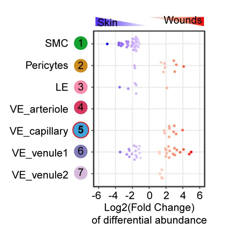 Open access visualization of Scatter Plot, Milo Beeswarm Plot, Cell Abundance, Wounds, Skin
