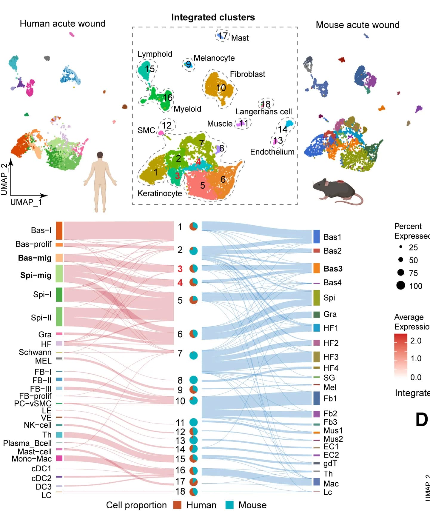 Open access visualization of UMAP, Scatter Plot, Sankey, Pie Chart, Cell Clusters