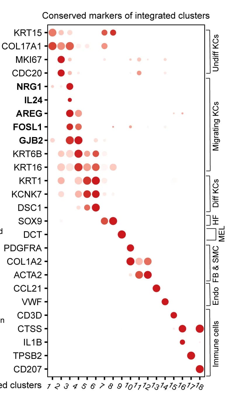 Open access visualization of Bubble Plot, Dot Plot, Conserved Marker Gene Expression, Integrated Clusters, Undifferentiated Keratinocyte