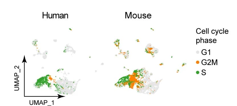 Open access visualization of Scatter Plot, UMAP, Cell Cycle Analysis, Human, Mouse