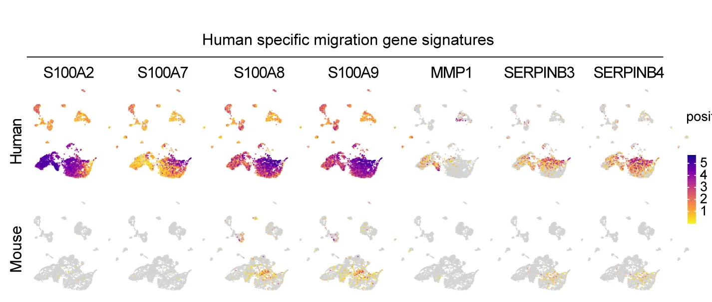Open access visualization of UMAP, Scatter Plot, Feature Plots, Human-specific Migration Gene Signatures