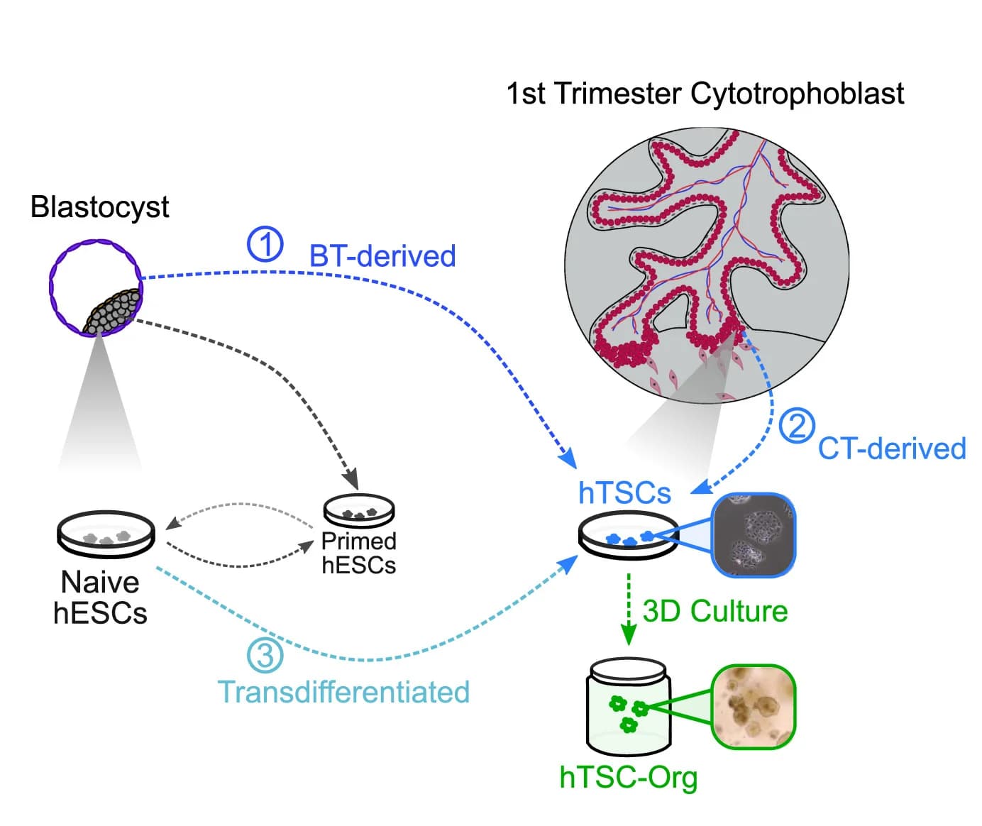 Open access visualization of Workflow, Illustration, hTSC Derivation, Blastocyst, Cytotrophoblast