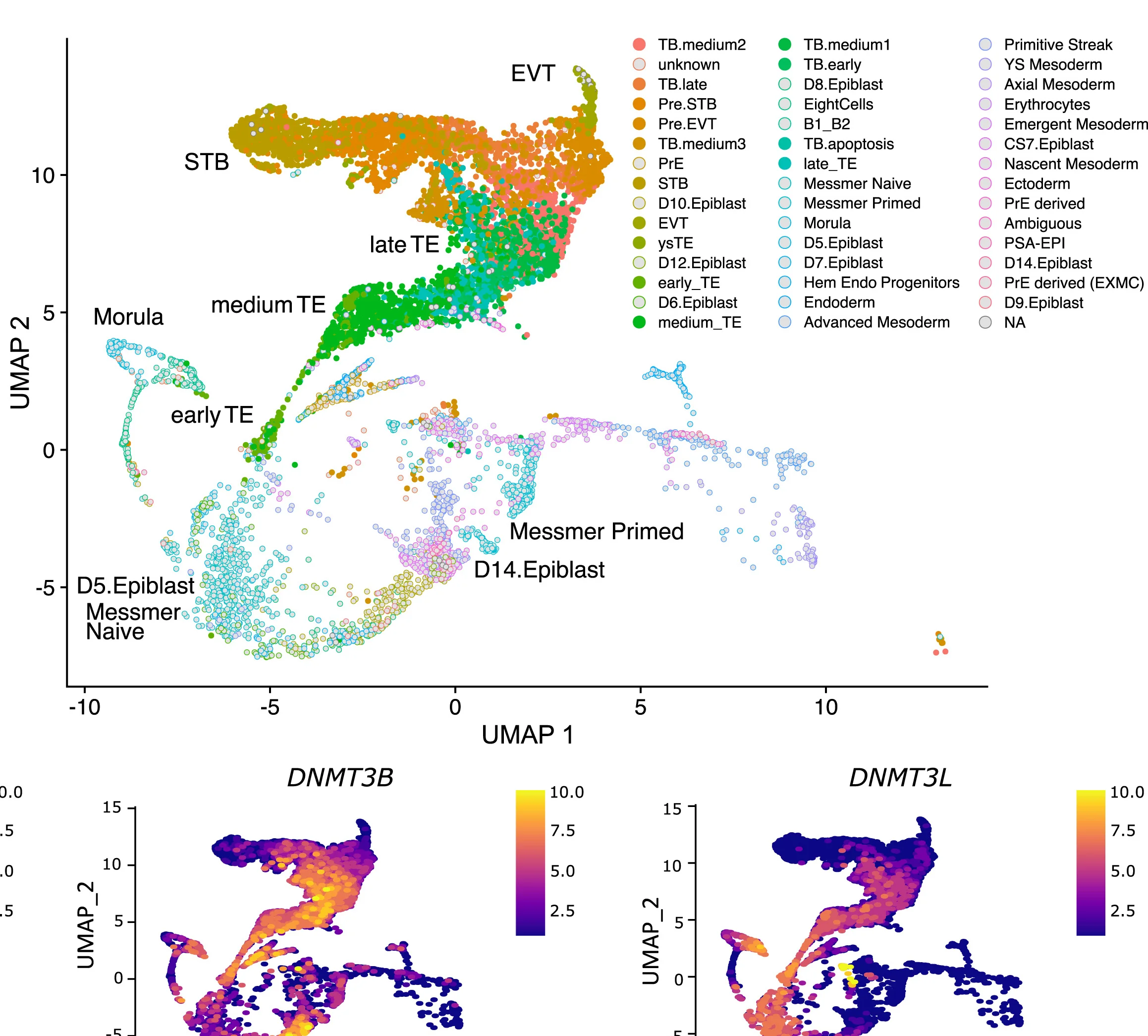 Open access visualization of UMAP, Scatter Plot, UMAP Plot, Single-cell RNA-seq, Human Embryos