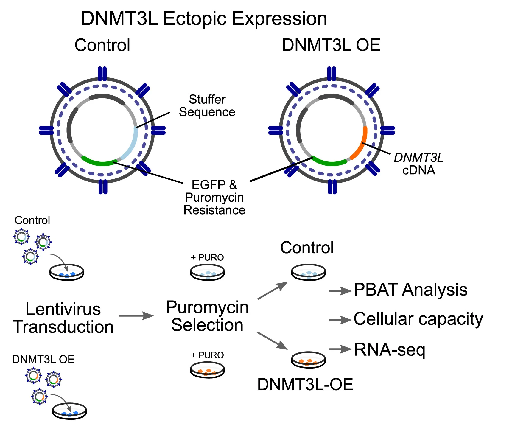 Open access visualization of Workflow, Illustration, DNMT3L Lentivirus Expression System, hTSCs, Vector Design