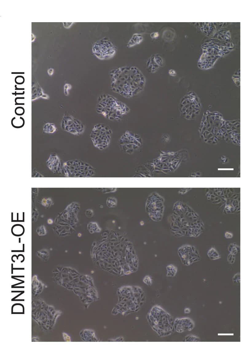 Open access visualization of Microscopy, Cellular Morphology, Control hTSCs, DNMT3L-OE