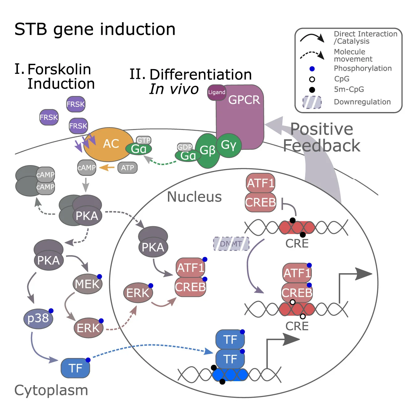 Open access visualization of Workflow, Illustration, Syncytiotrophoblast, hTSCs, STB Differentiation