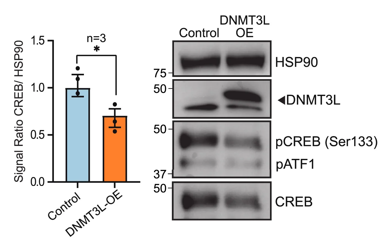 Open access visualization of Bar Plot, Error Bars, Gel, Western Blot, HSP90