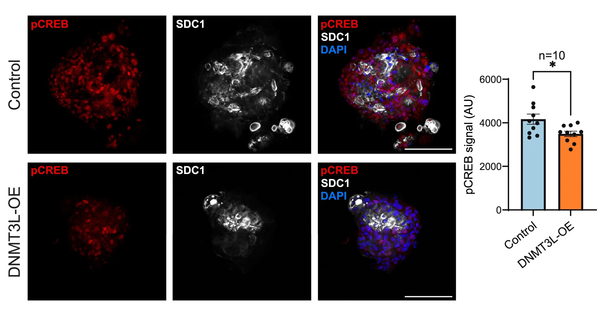 Open access visualization of Microscopy, Bar Plot, Error Bars, Immunofluorescence, pCREB