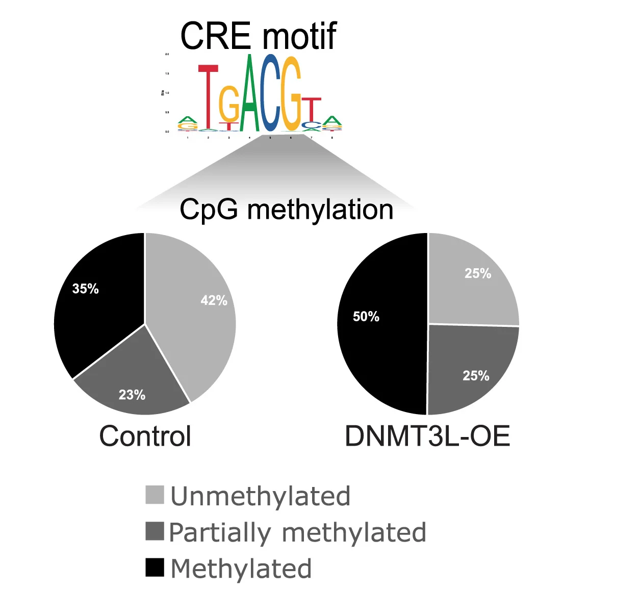 Open access visualization of Pie Chart, CRE Motif, ATF-1, CpG Site, DNA Methylation