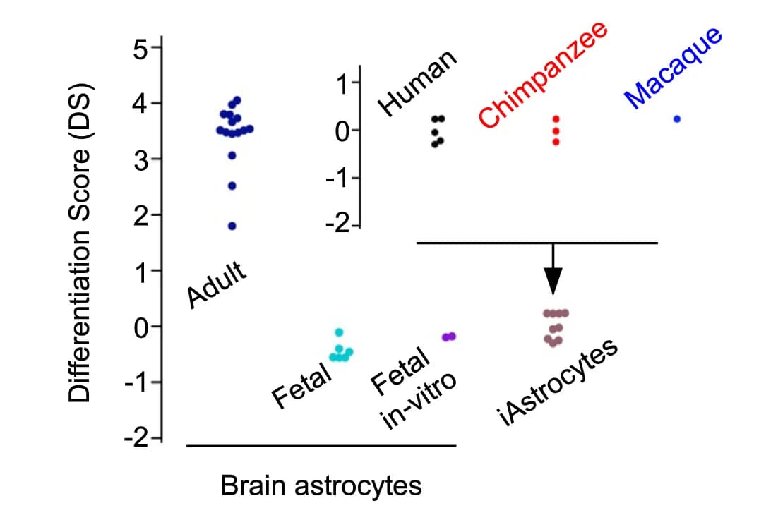 Open access visualization of Scatter Plot, Differentiation Score, iAstrocytes, Cell Maturation, Cell Lines