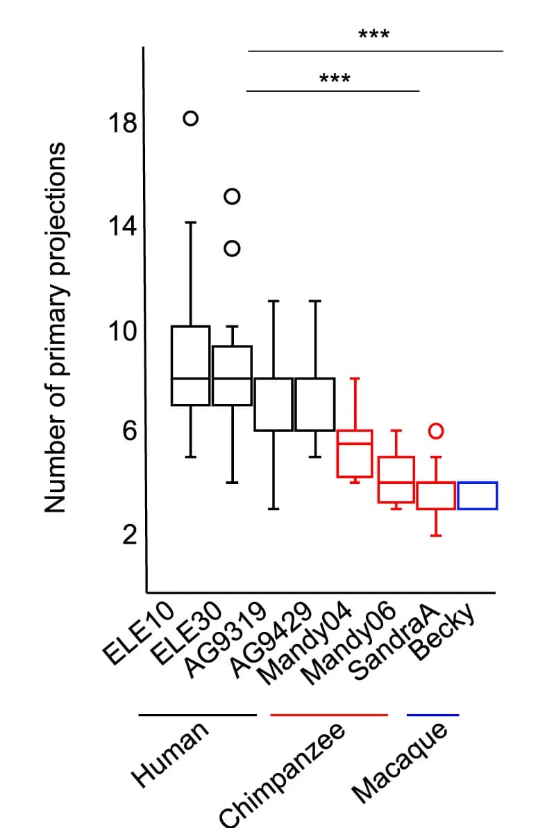 Open access visualization of Box Plot, Primary Projections, iAstrocytes, Cell Line, Statistical Analysis