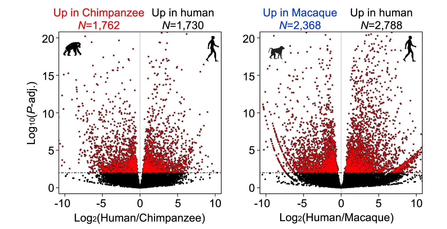 Open access visualization of Scatter Plot, Regression Plot, Volcano Plot, Differentially Expressed Genes, iAstrocytes
