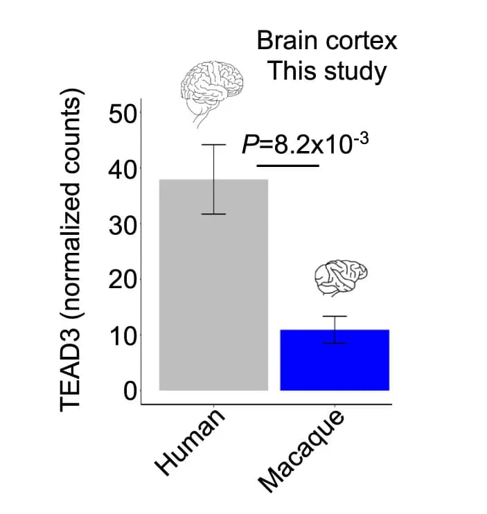 Open access visualization of Bar Plot, Error Bars, Gene Expression, TEAD3, Brain Tissue