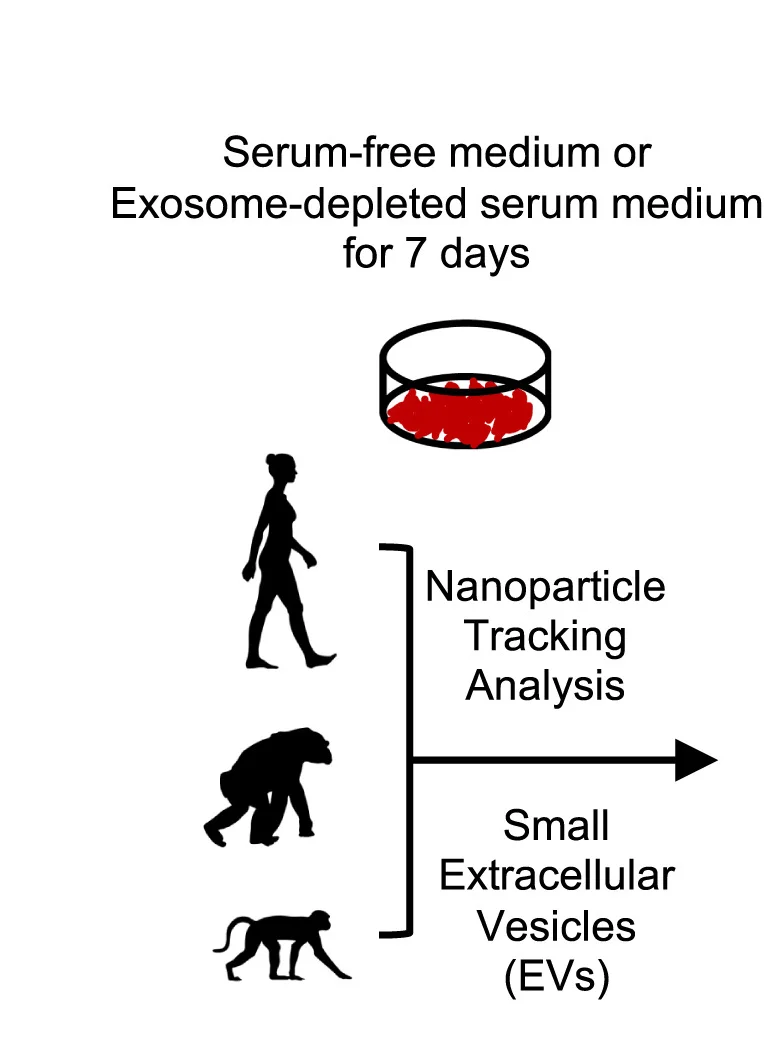Open access visualization of Workflow, Illustration, Experimental Strategy, Extracellular Vesicles, EVs