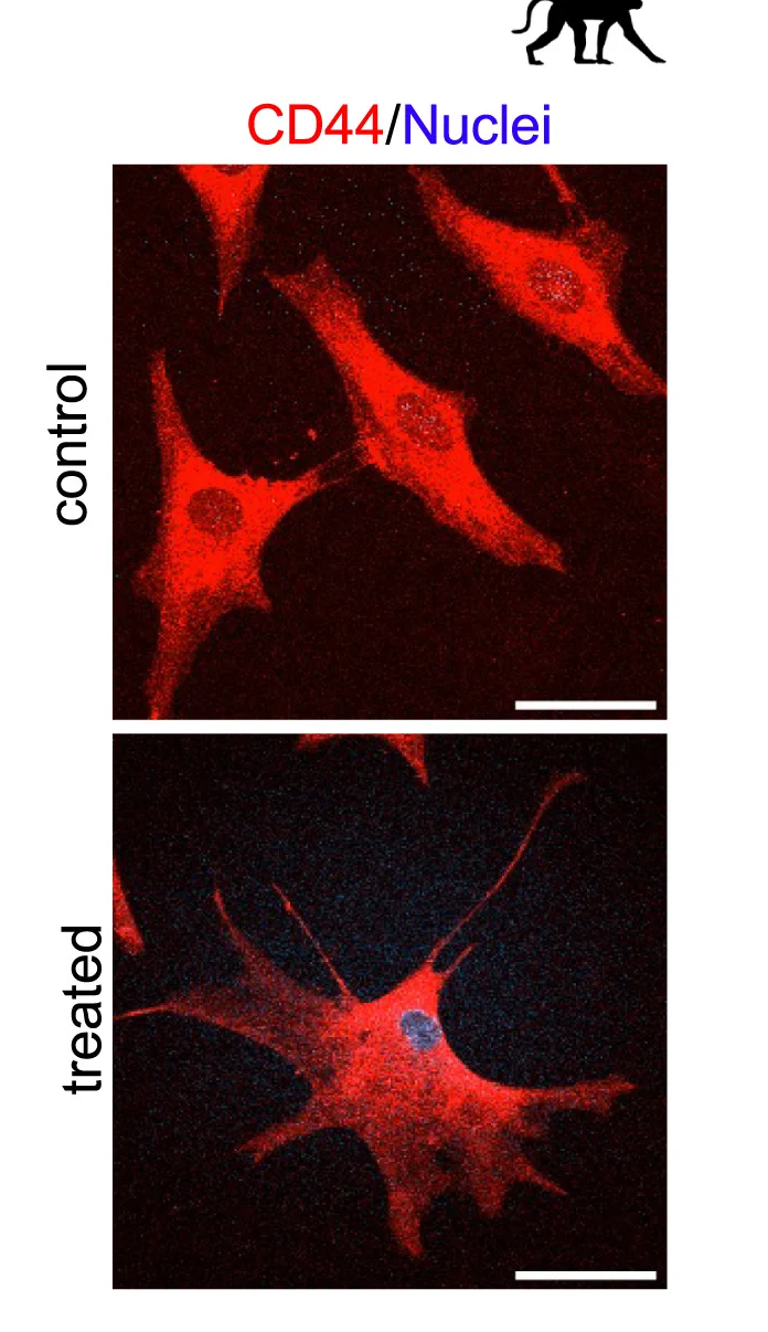 Open access visualization of Microscopy, Immunofluorescence Staining, CD44, Macaque iAstrocytes, Human EVs