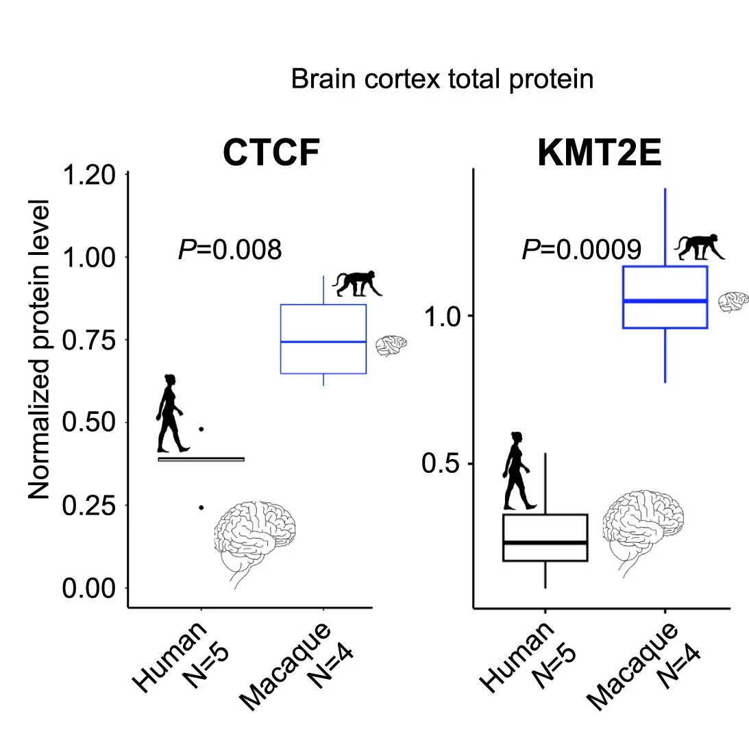 Open access visualization of Box Plot, Protein Levels, ID-related Genes, CTCF, KMT2E