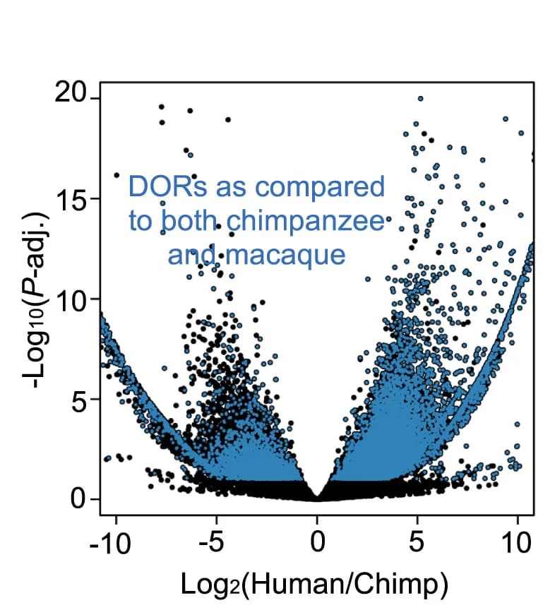 Open access visualization of Scatter Plot, Regression Plot, Differential Openness, Primate iAstrocytes, LFC