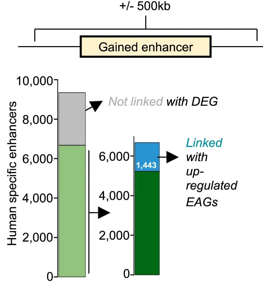 Open access visualization of Stacked Bar Plot, Enhancers, Human iAstrocytes, Gene Expression, Differentially Expressed Genes