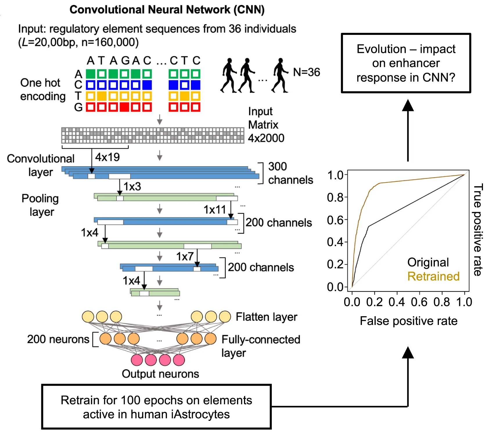 Open access visualization of Workflow, Line Plot, Convolutional Neural Network, Regulatory Sequences, Glioma Samples