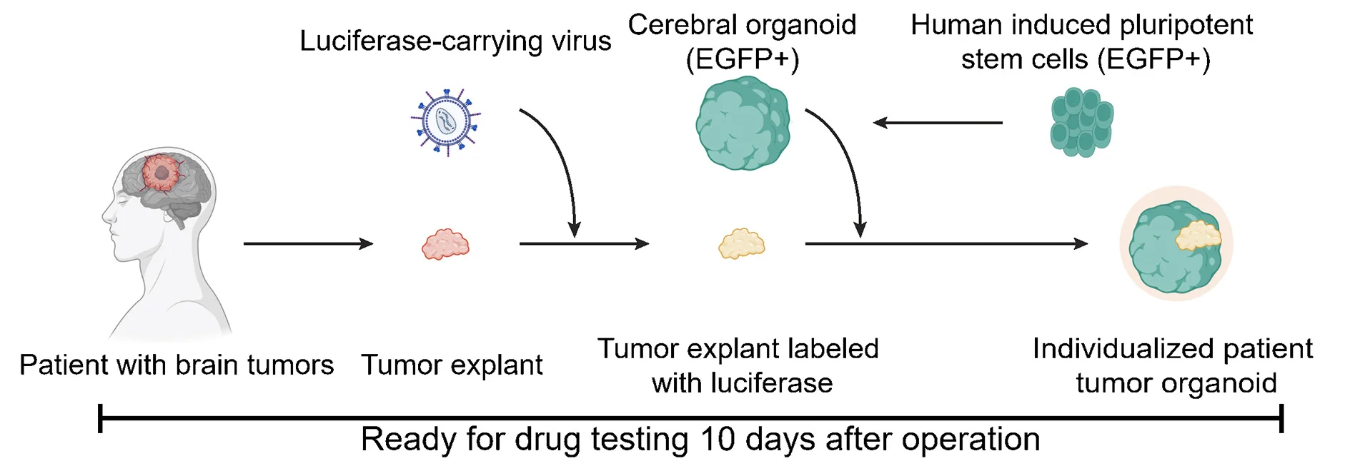 Open access visualization of Workflow, Illustration, Experimental Scheme, IPTOs, GFP