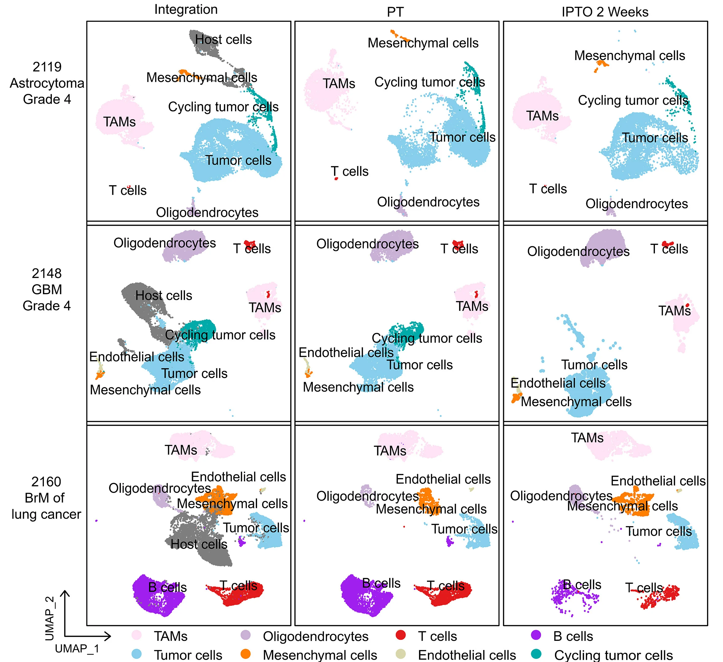 Open access visualization of Scatter Plot, UMAP, scRNA-seq, IPTOS, PTS