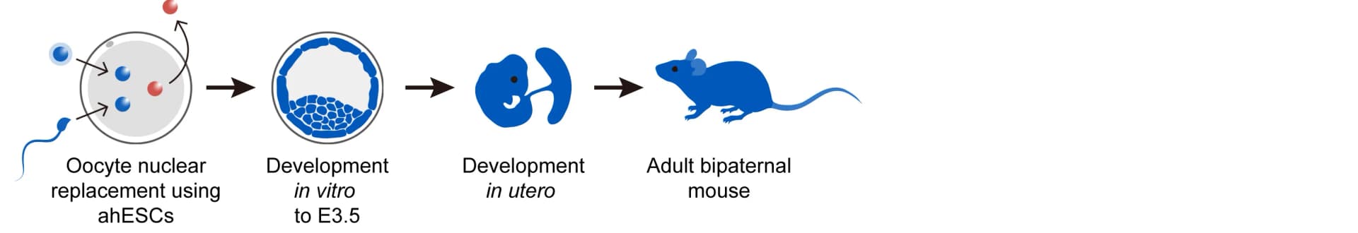 Open access visualization of Workflow, Illustration, Bi-paternal Embryo, Sperm, ahESCs
