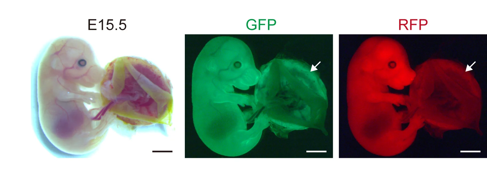Open access visualization of Microscopy, Photo, GFP, RFP, Fluorescence Signals