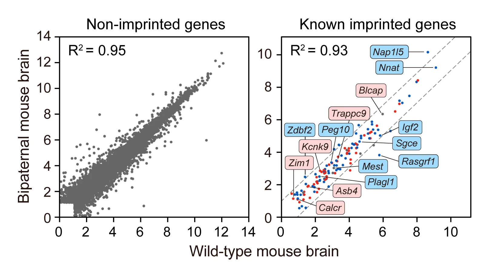 Open access visualization of Scatter Plot, Regression Plot, Transcriptomic Comparison, Somatic Cells, Bi-paternal Mice