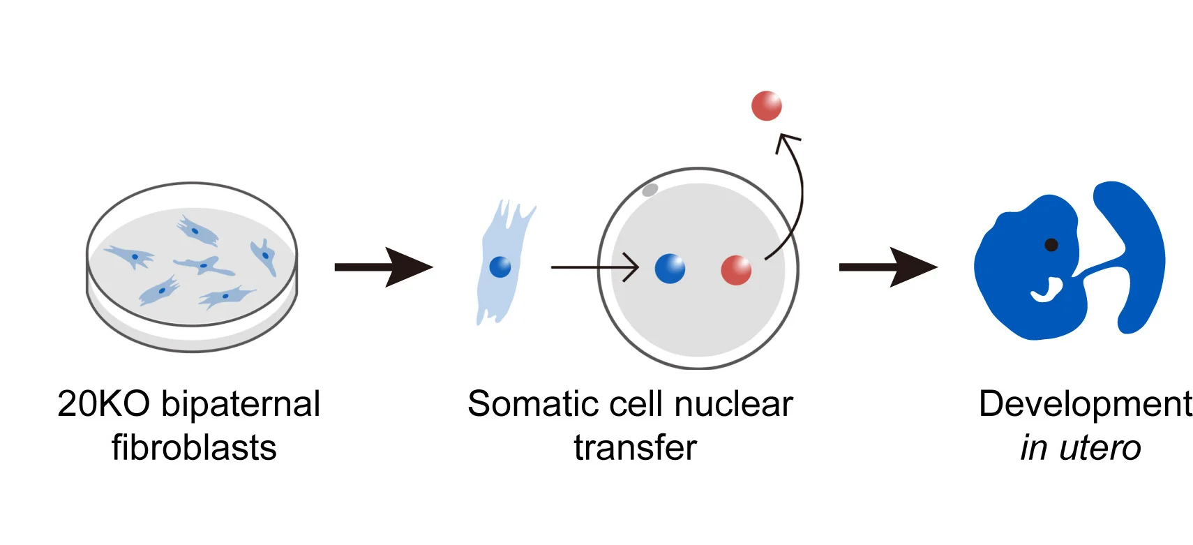 Open access visualization of Workflow, Illustration, Schematic, Fibroblasts, Tail Tip