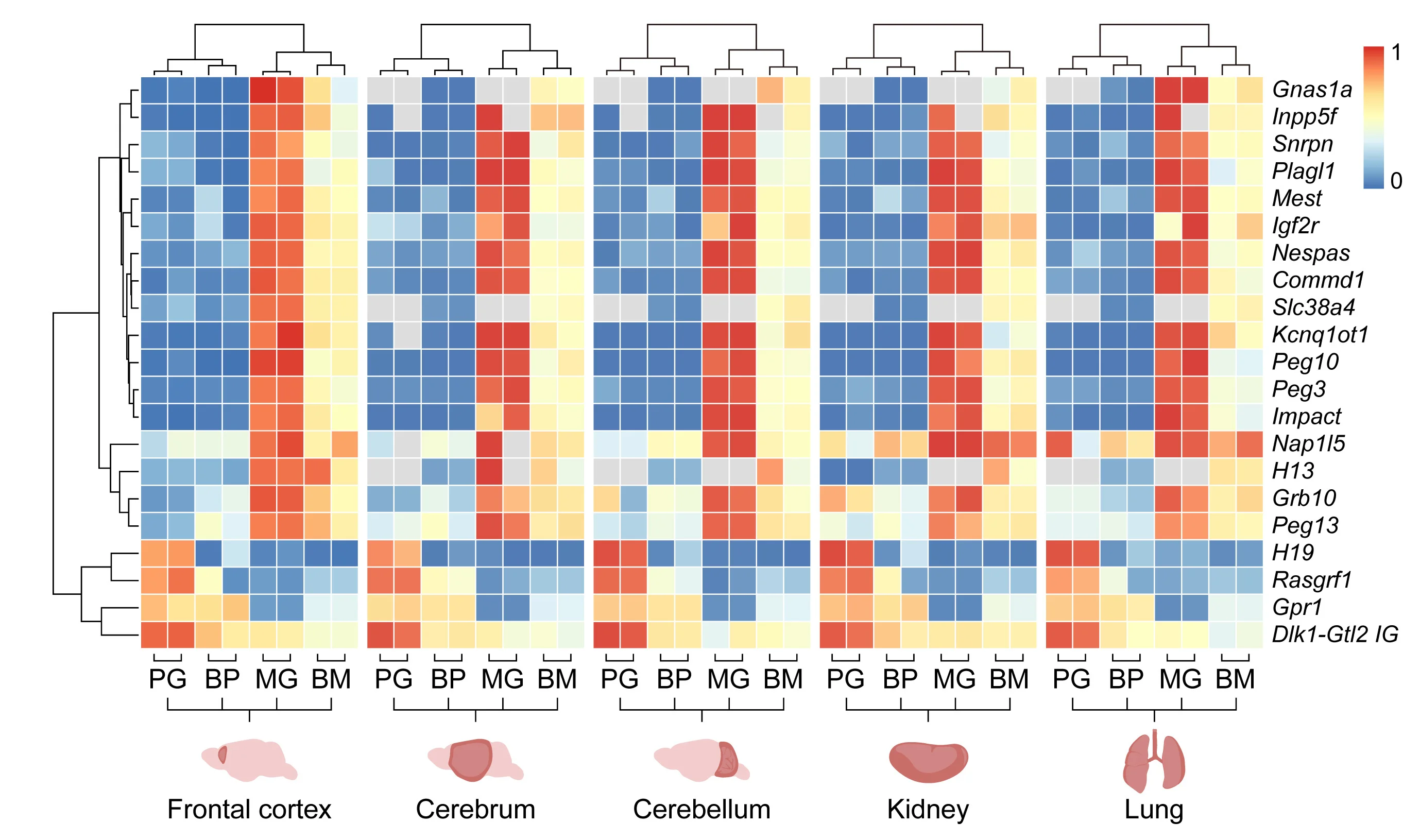 Open access visualization of Heatmap, Clustered, Methylation Profiles, Imprinted Regions, Organs
