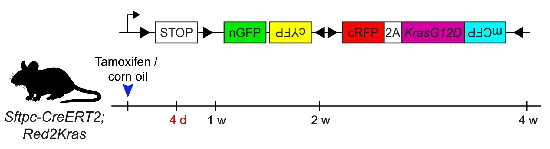 Open access visualization of Workflow, Illustration, Experimental Design, Wild-Type, Mutant