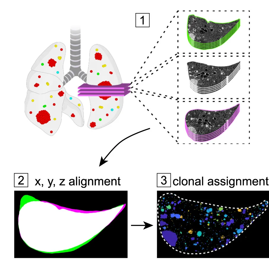 Open access visualization of Workflow, Illustration, Schematic, Pipeline, Z Stacks