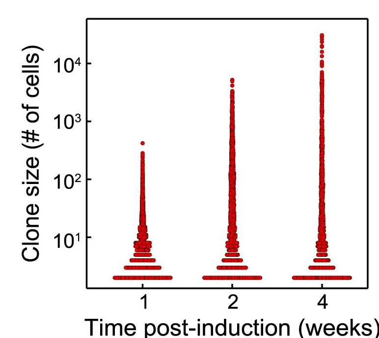 Open access visualization of Scatter Plot, Mutant Clones, Clone Size