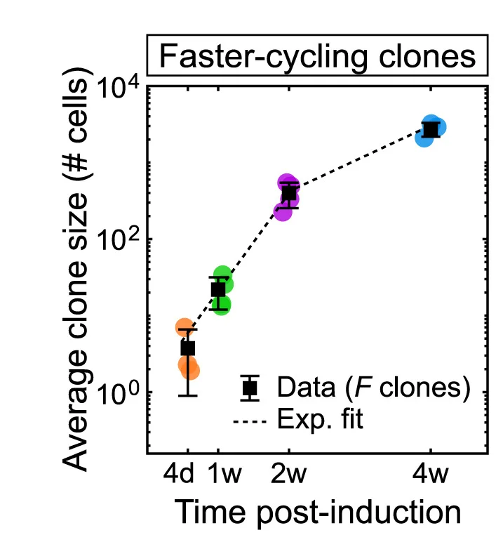 Open access visualization of Line Plot, Error Bars, Scatter Plot, Average Size, Slower-Cycling Clones