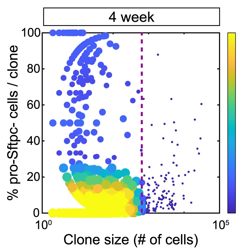 Open access visualization of Bubble Plot, Scatter Plot, pro-Sftpc Cells, Mutant Clones, Clone Density