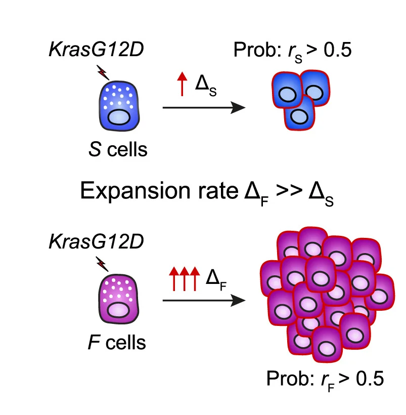 Open access visualization of Workflow, Illustration, Schematic, KrasG12D Activation, Two-Population Model