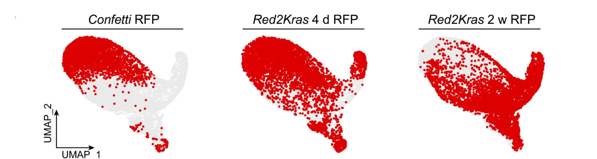 Open access visualization of Scatter Plot, UMAP, RFP+ Cells, Localization, Cells