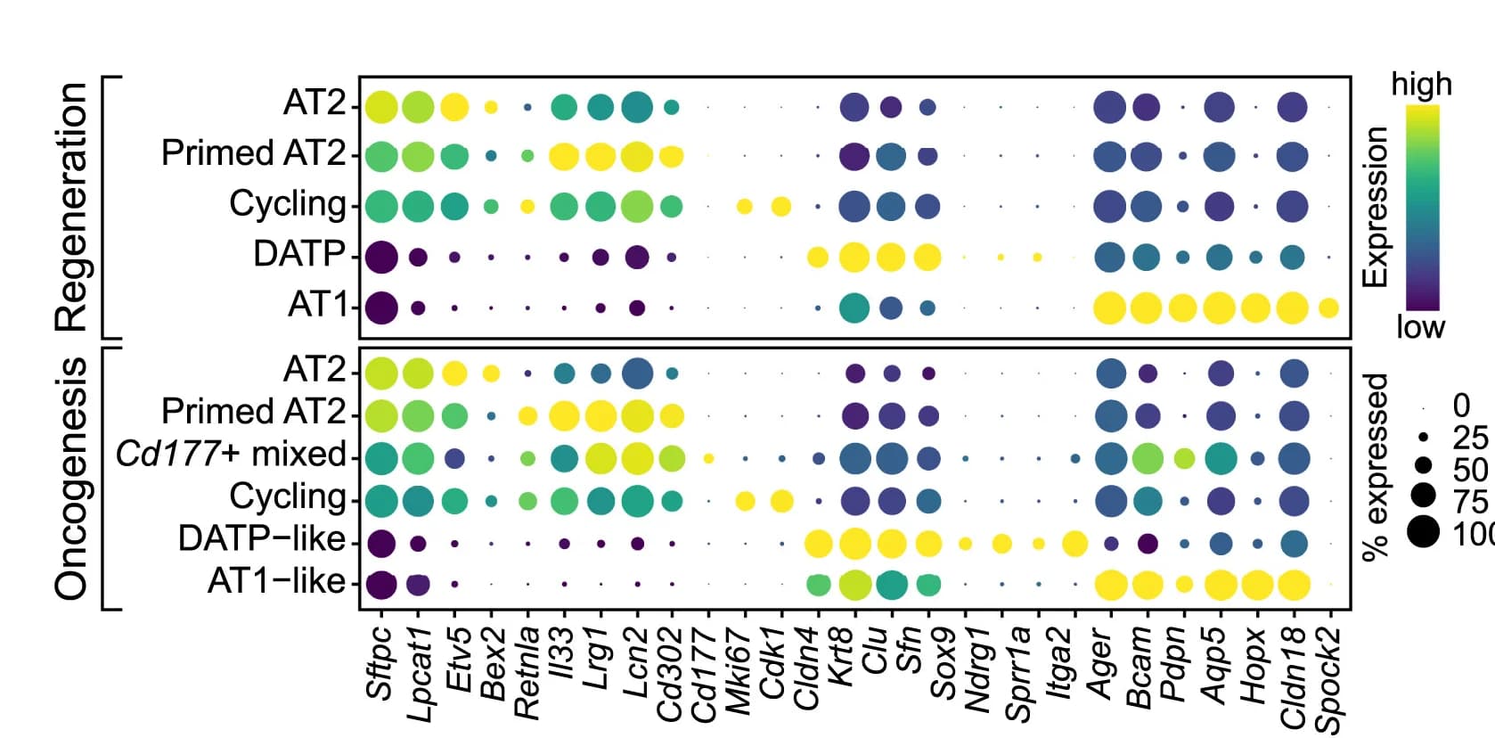 Open access visualization of Bubble Plot, Marker Genes, Gene Expression, Alveolar Regeneration, Oncogenesis