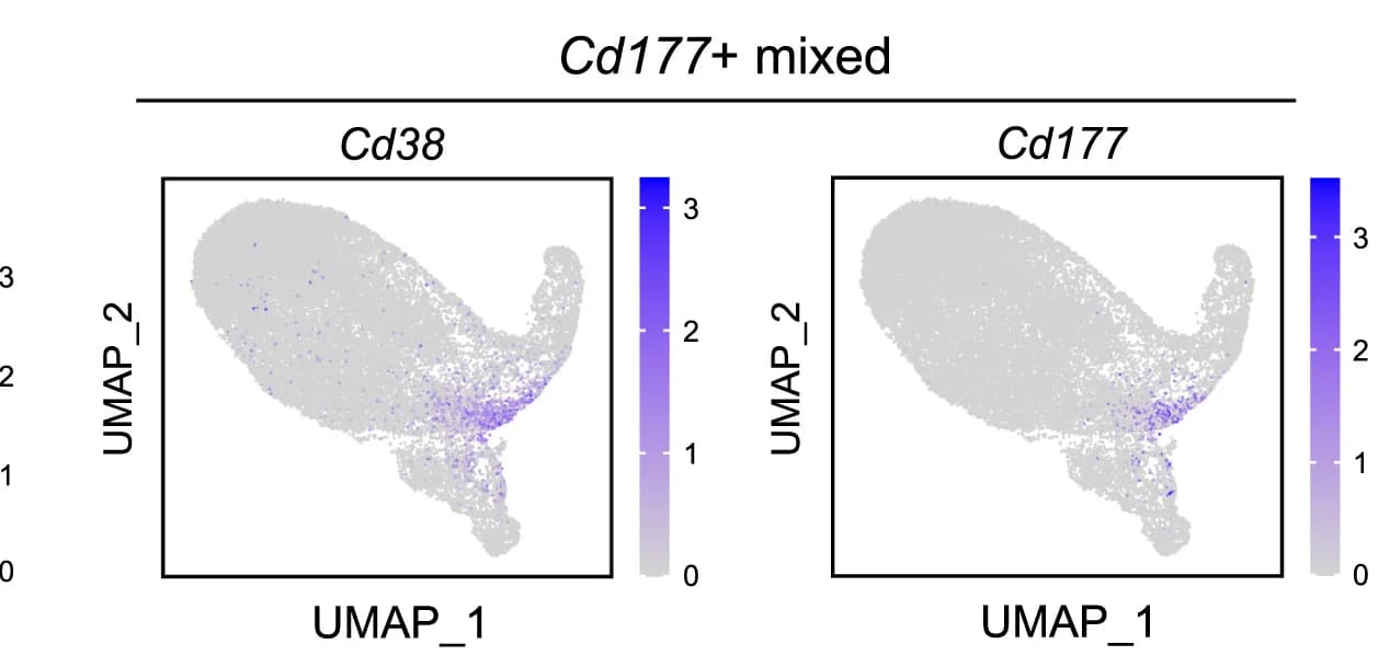 Open access visualization of UMAP, Gene Expression, Cd177+ mixed, Marker Genes