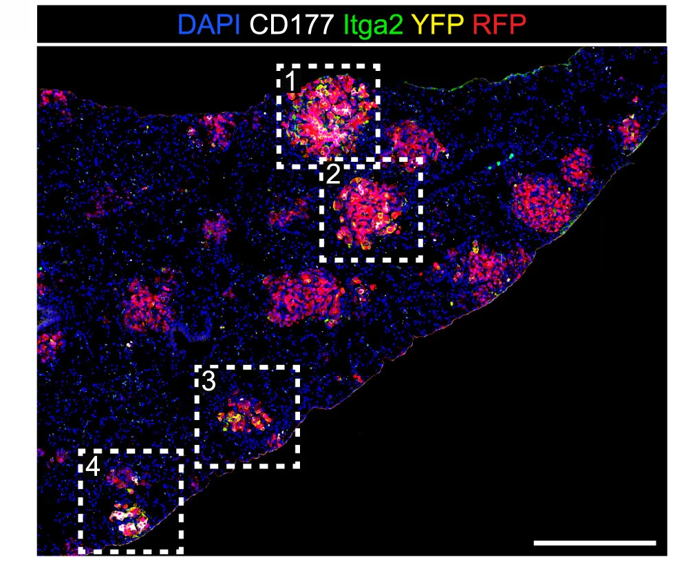 Open access visualization of Microscopy, Tile Scan, Itga2, CD177, Mutant Clones