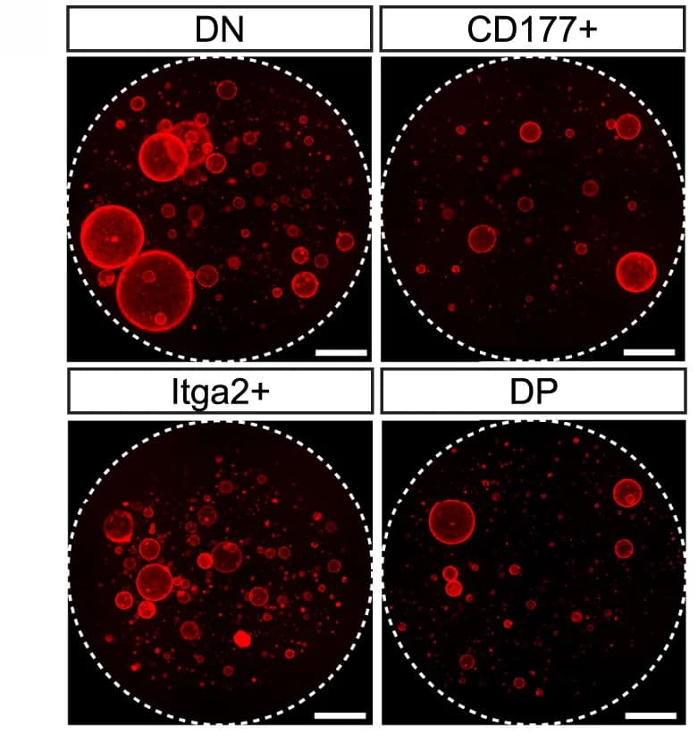 Open access visualization of Microscopy, RFP+Organoids, Mutant States, Scale Bar