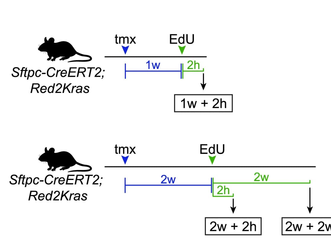 Open access visualization of Workflow, Illustration, EdU experiments, Clonal