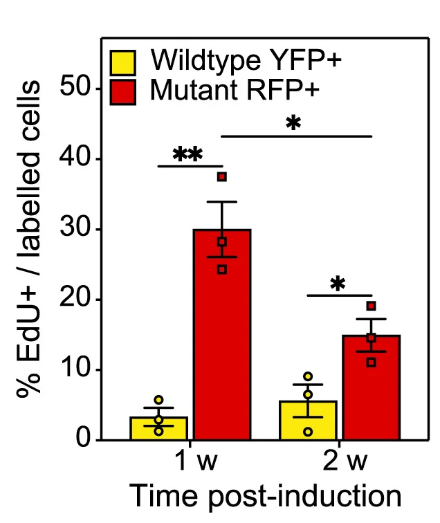 Open access visualization of Bar Plot, Error Bars, Scatter Plot, EdU+Cells, Red2KrasYFP+