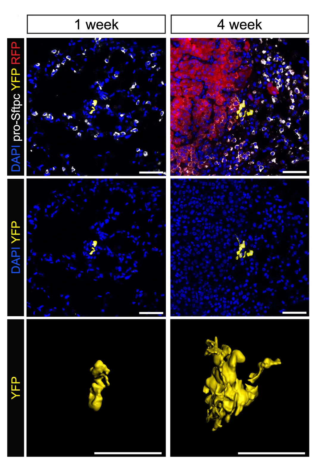 Open access visualization of Microscopy, 3D Plot, Confocal Images, Red2Kras Wild-Type Clones, 3D Clonal Reconstructions