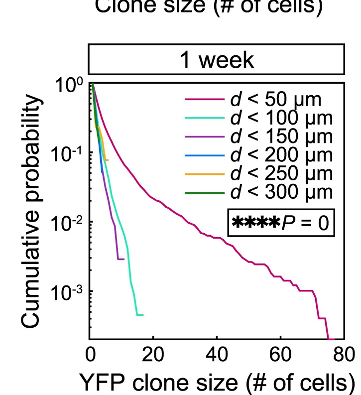 Open access visualization of Line Plot, Cumulative Size Distributions, YFP+ Clones, Mutant Clone, Kolmogorov-Smirnov Test