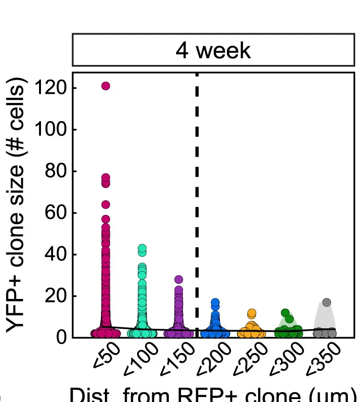 Open access visualization of Scatter Plot, Violin Plot, YFP+ Clones, Clone Size, Confetti Samples